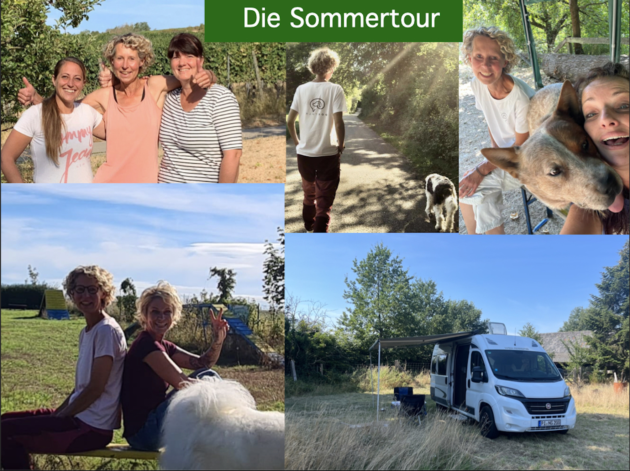 DOGTALKING SOMMERTOUR individuelle Beratung und Coaching