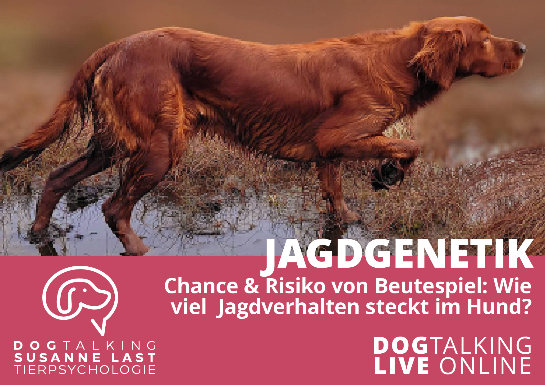 Jagdgenetik - Chance & Risiko von Beutespiel: Wie viel Jagdverhalten steckt in Deinem Hund?