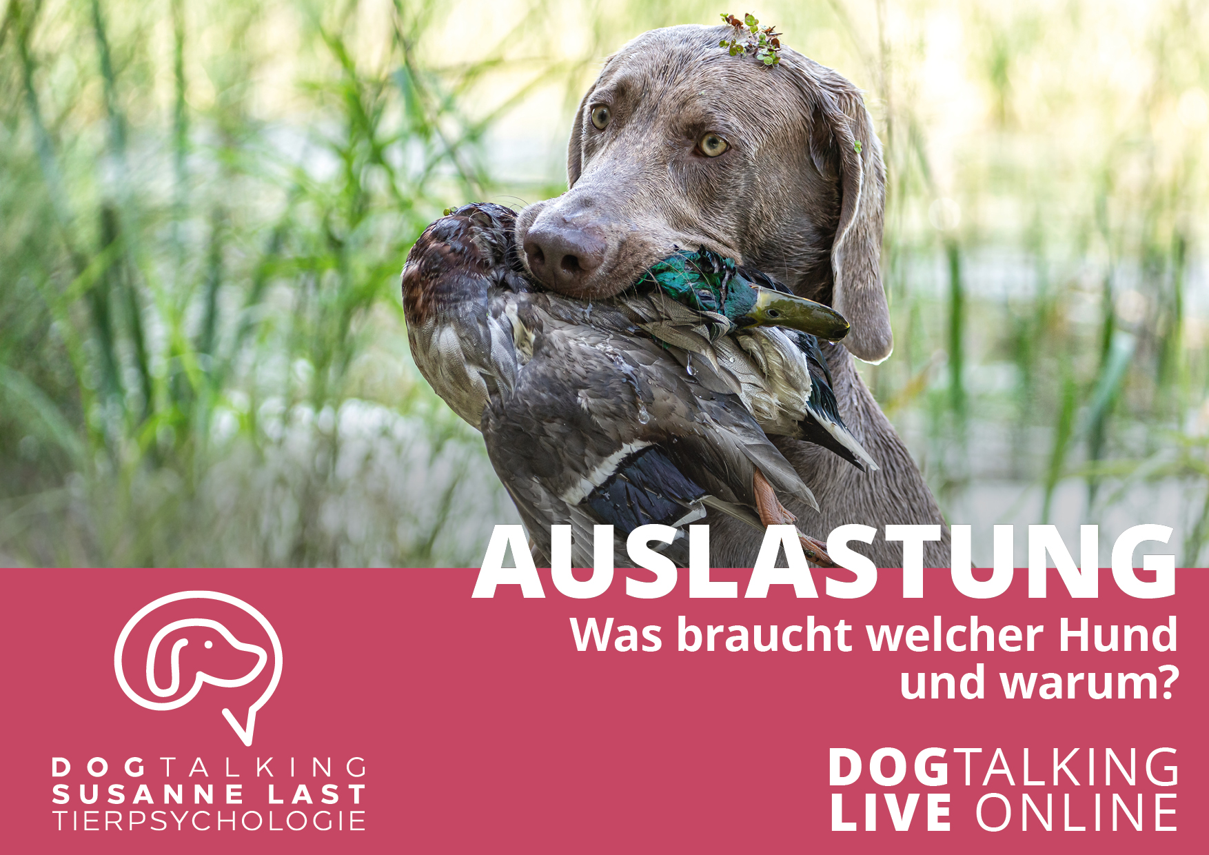 Auslastung -  Was braucht welcher Hund und warum? DOGTALKING live online Aufzeichnung 