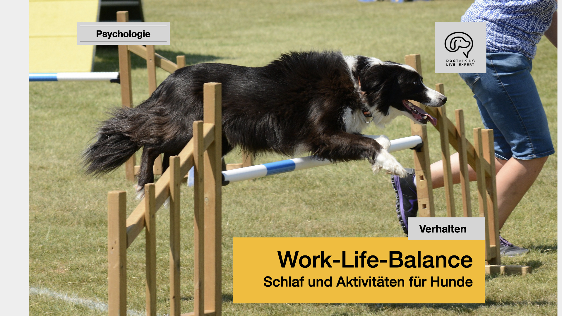 Work-Life-Balance Schlaf und Aktivitäten für Hunde