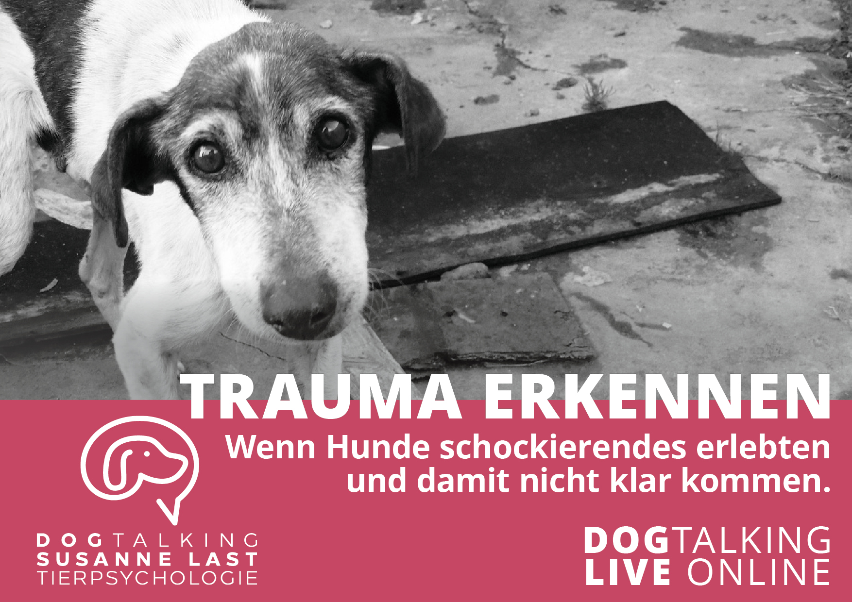 Trauma erkennen - wenn Hunde schockierendes erlebten und damit nicht klar kommen