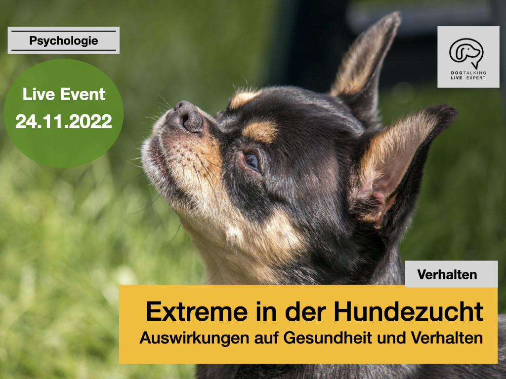 24.11.2022: Extreme in der Hundezucht - Auswirkungen auf Gesundheit und Verhalten