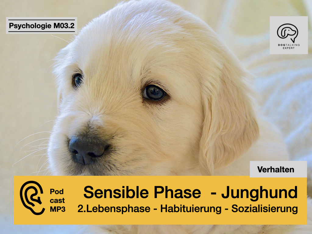 Audio M03.2 Sensible Phase - Junghund - 2.Lebensphase: Habituierung - Sozialisierung