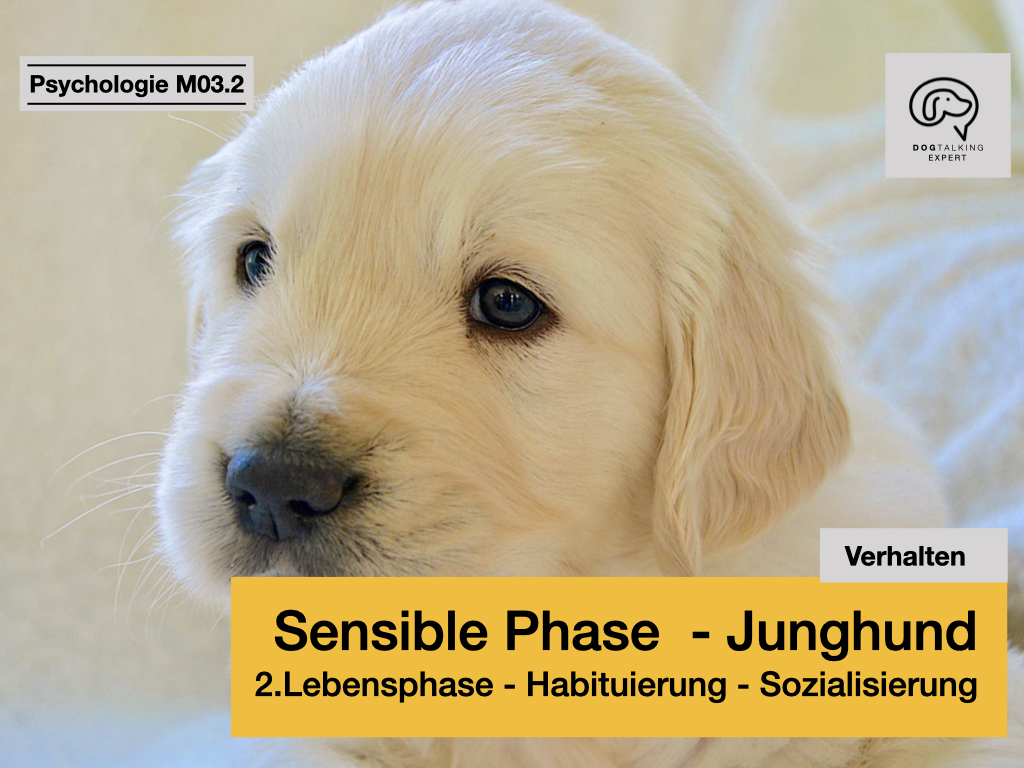 M03.2 Sensible Phase - Junghund - 2.Lebensphase: Habituierung - Sozialisierung