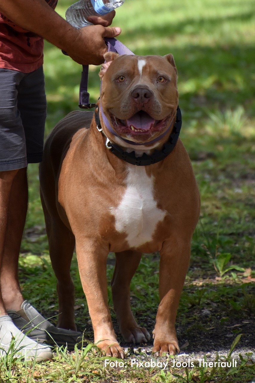 Hund beisst Hundehalter tot
