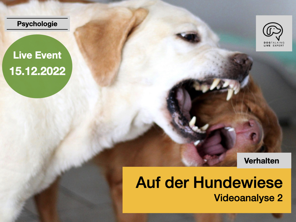 15.12.2022: Auf der Hundewiese - Videoanalyse 2
