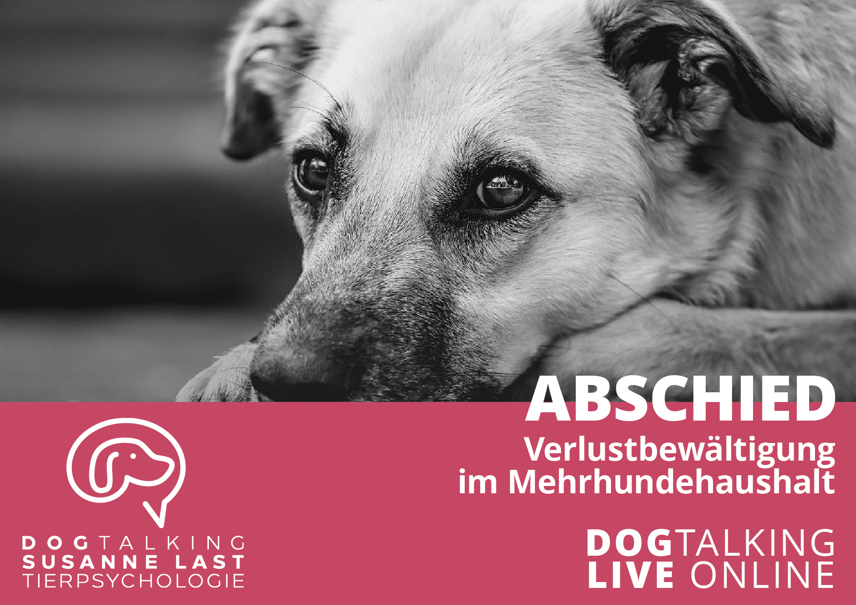 Abschied - Verlustbewältigung im Mehrhundehaushalt