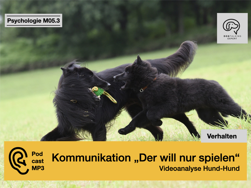 Audio M05.3 Videoanalysen I Kommunikation "Der will nur spielen!"  Videoanalyse Hund-Hund