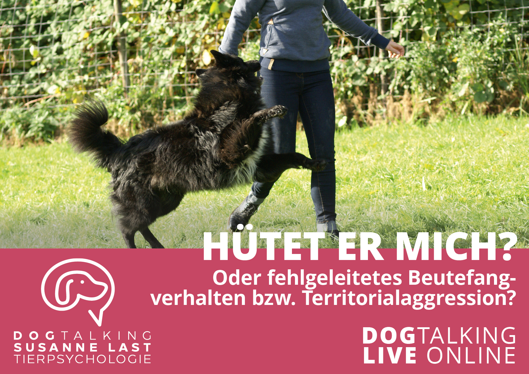 Hütet er mich? Oder fehlgeleitetes Beutefangverhalten bzw. Territorialaggression?