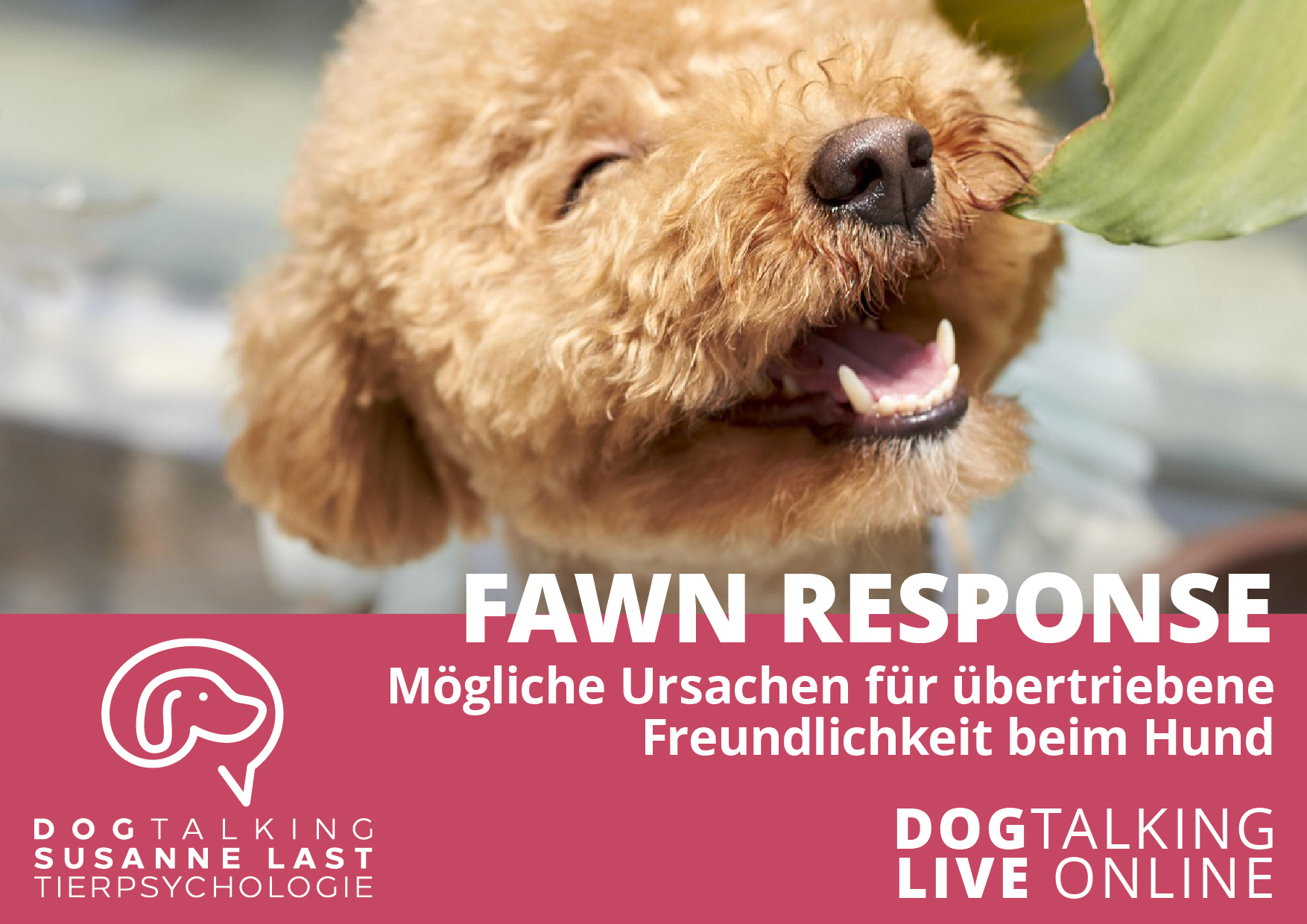 Fawn Response - Mögliche Ursachen für übertriebene Freundlichkeit beim Hund