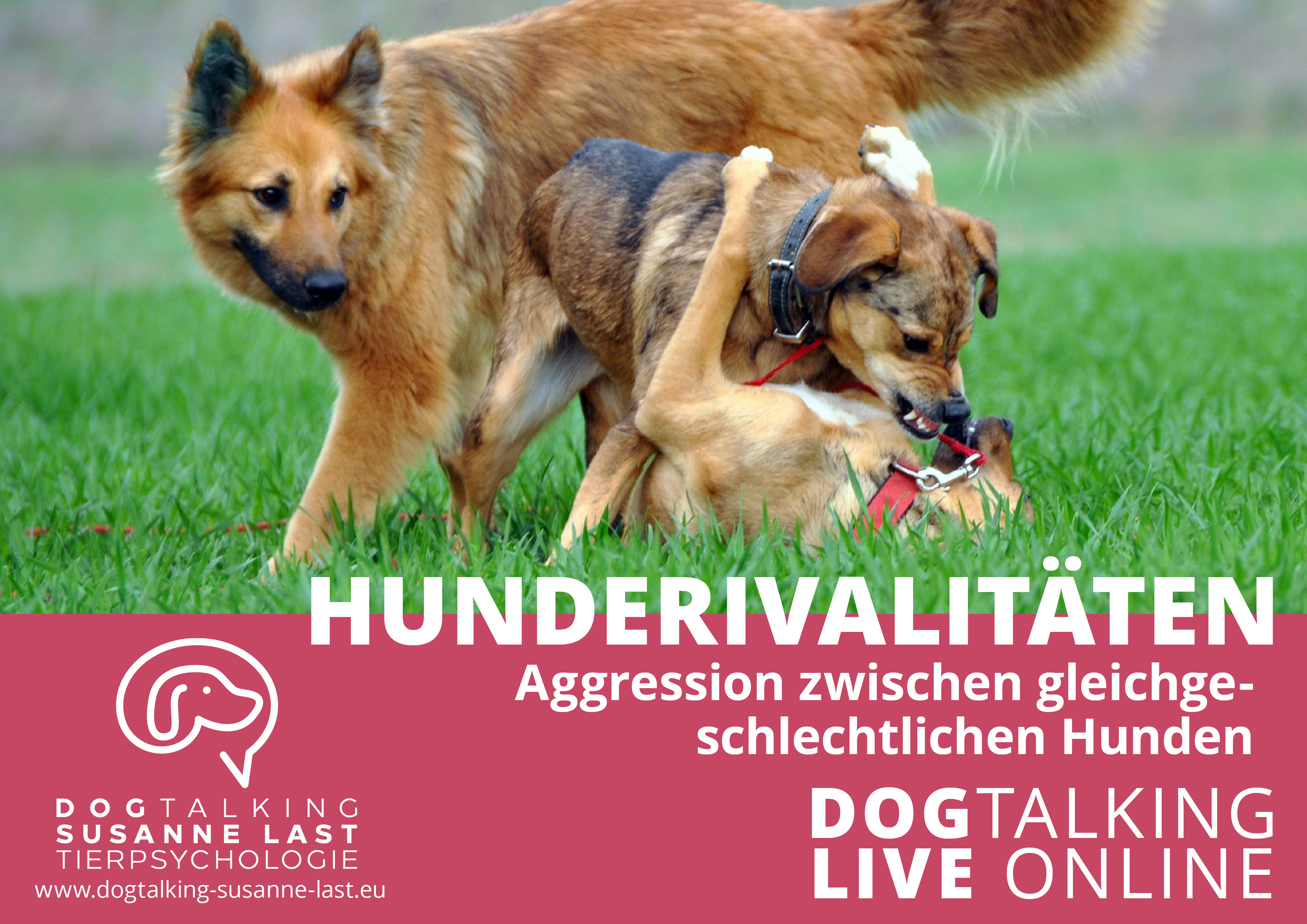 Hunderivalitäten: Aggression unter gleichgeschlechtlichen Hunden - DOGTALKING live online Aufzeichnung