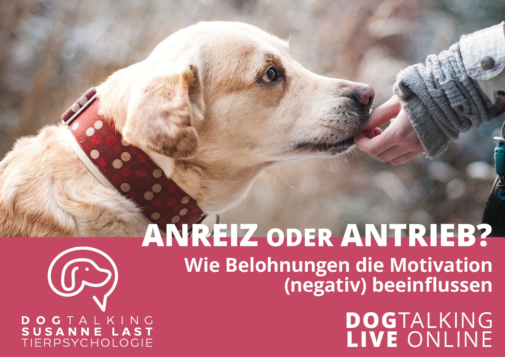 Anreiz oder Antrieb? Wie Belohnungen die Motivation (negativ) beeinflussen DOGTALKING live online Aufzeichnung