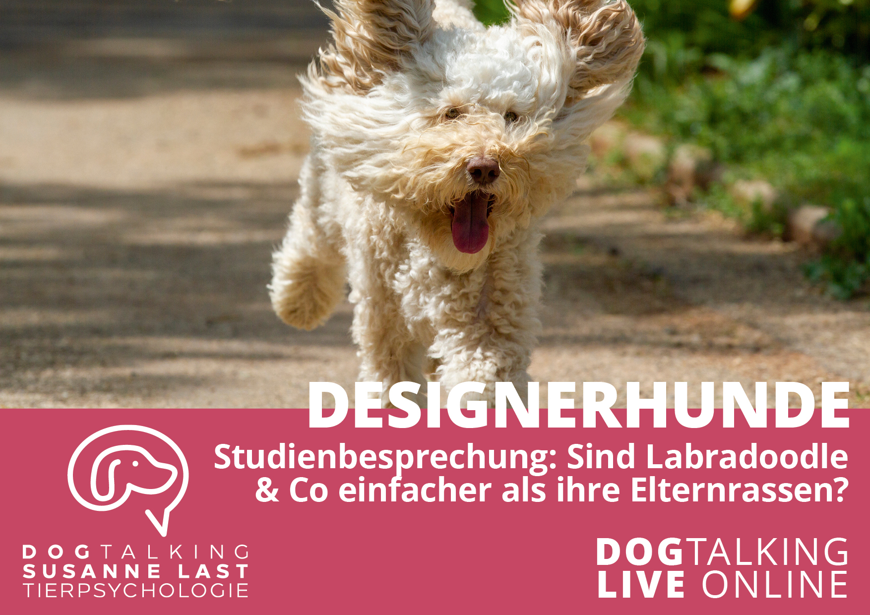 Designerhunde - Studienbesprechung: Sind Labradoodle & Co. wirklich so viel Einfacher als ihre Elternrassen?