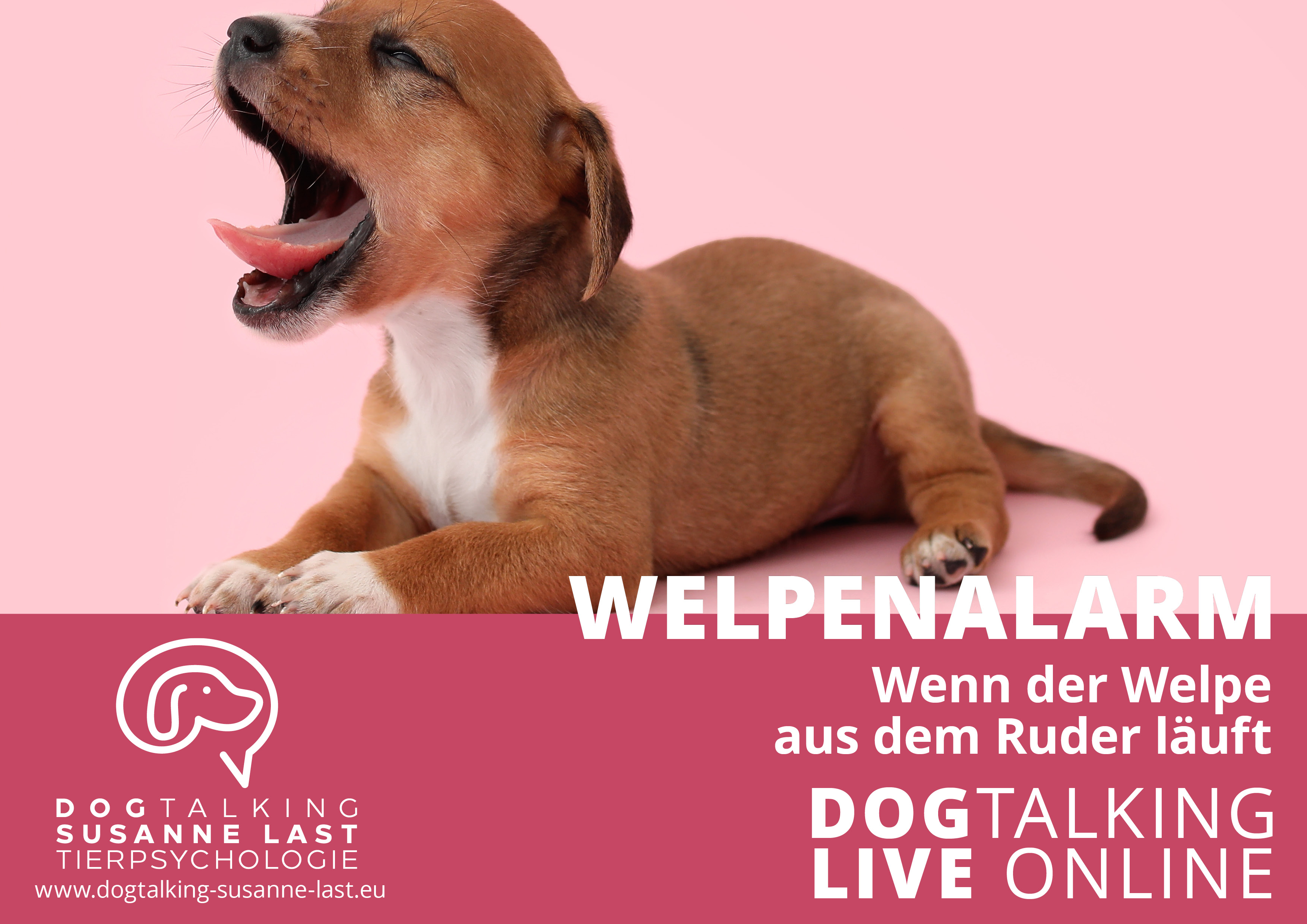Welpenalarm - wenn der Welpe aus dem Ruder läuft