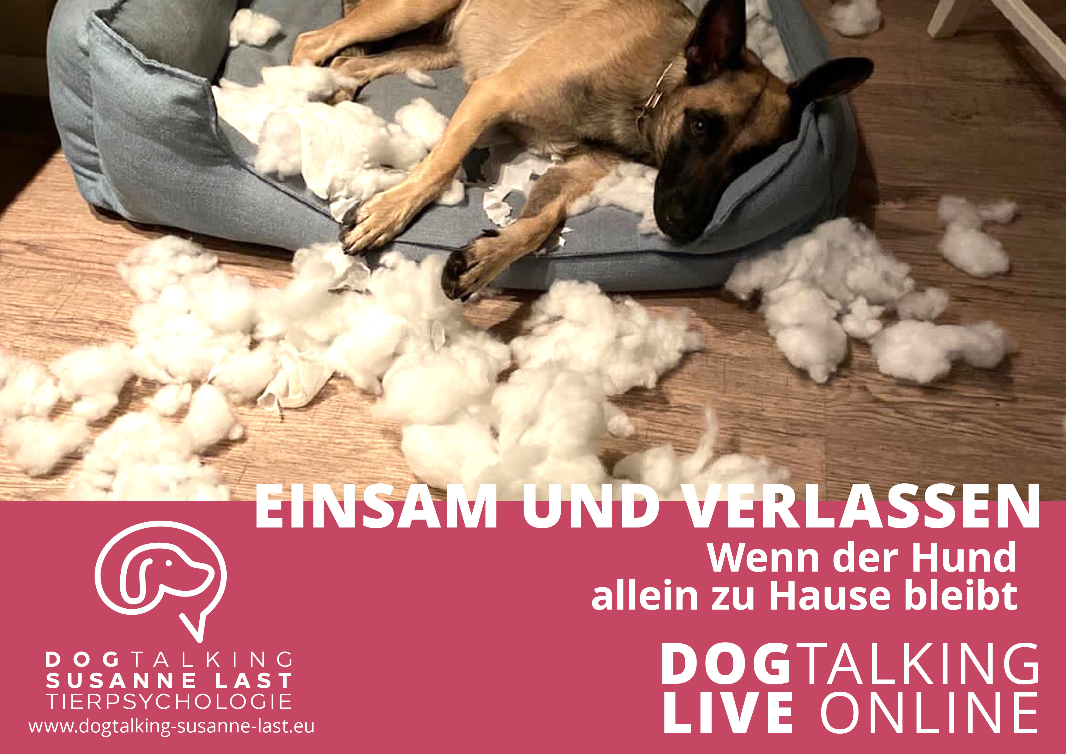 Einsam und verlassen - wenn der Hund allein zu Hause bleibt DOGTALKING live online Aufzeichnung
