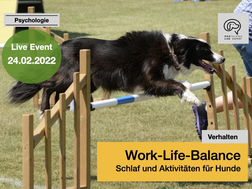 24.02.2022: Work-Life-Balance Schlaf und Aktivitäten für Hunde