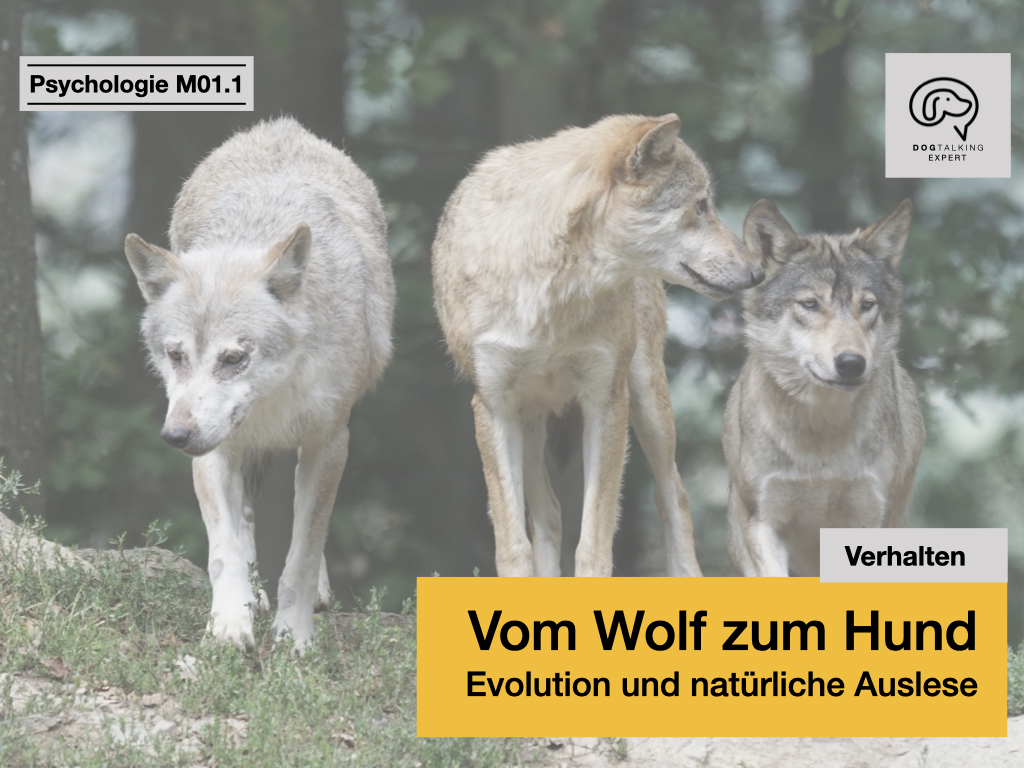 M01.1 Vom Wolf zum Hund  - Evolution und natürliche Auslese